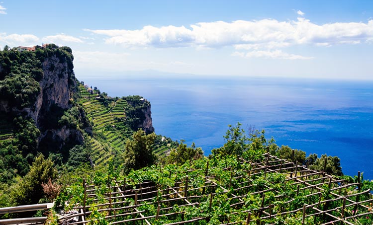 Vineyard in Southern Italy